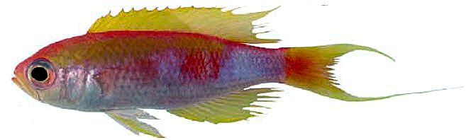 Callanthias ruber_007